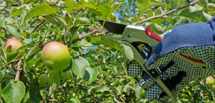 هرس درختان میوه