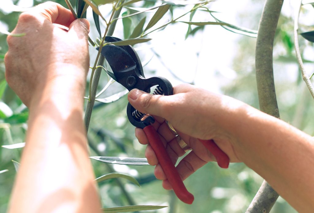 چه درختانی را نباید هرس کرد
