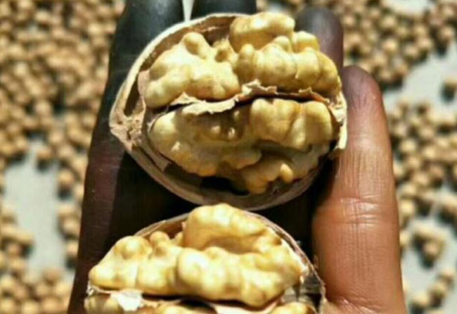 قیمت انواع گردو پوست کن