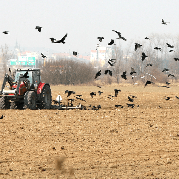 کامیون حمل محصولات برداشت شده پاییزی