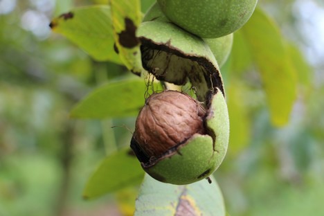 زمان برداشت گردو در قزوین