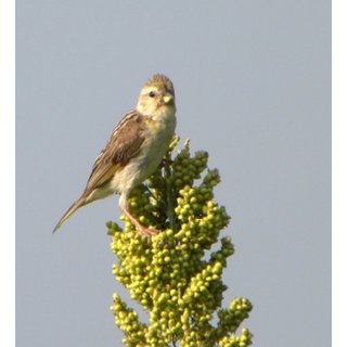 خسارت پرندگان به مزارع و باغات