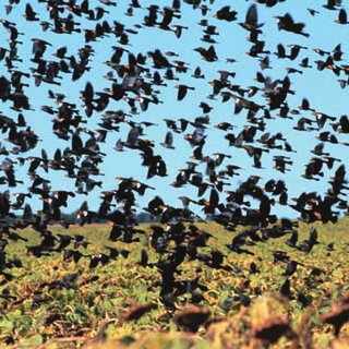 خسارت پرندگان به تاکستان انگور پاییزی