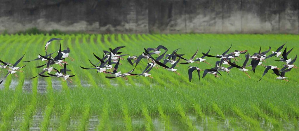 خسارت پرندگان به مزارع برنج