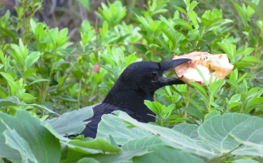 خسارت پرندگان به محصولات باغ