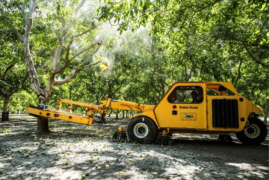 برداشت صنعتی گردو