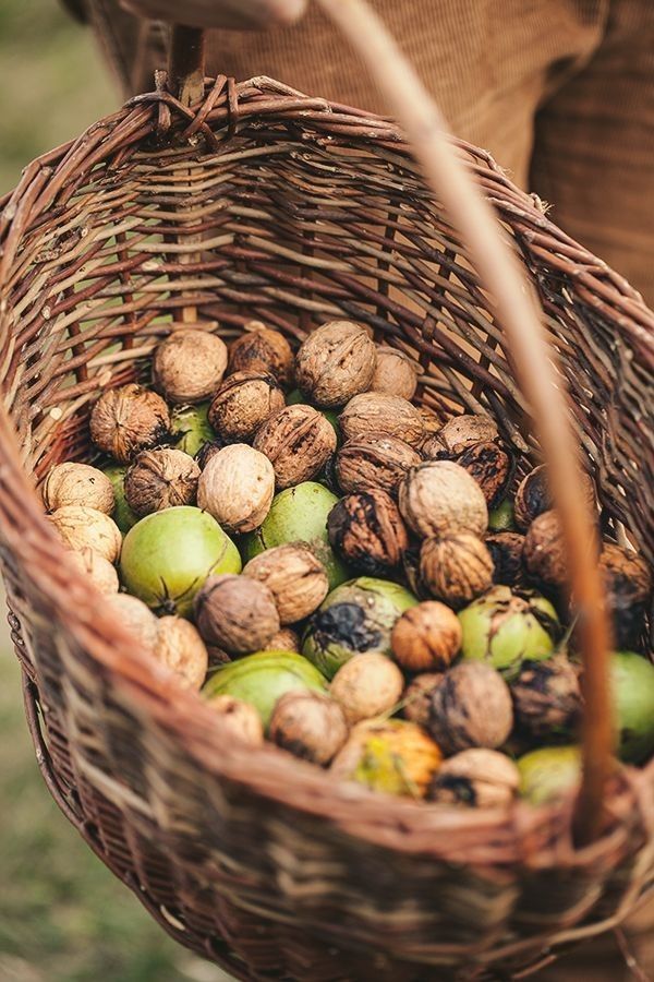 نحوه و فصل برداشت گردو