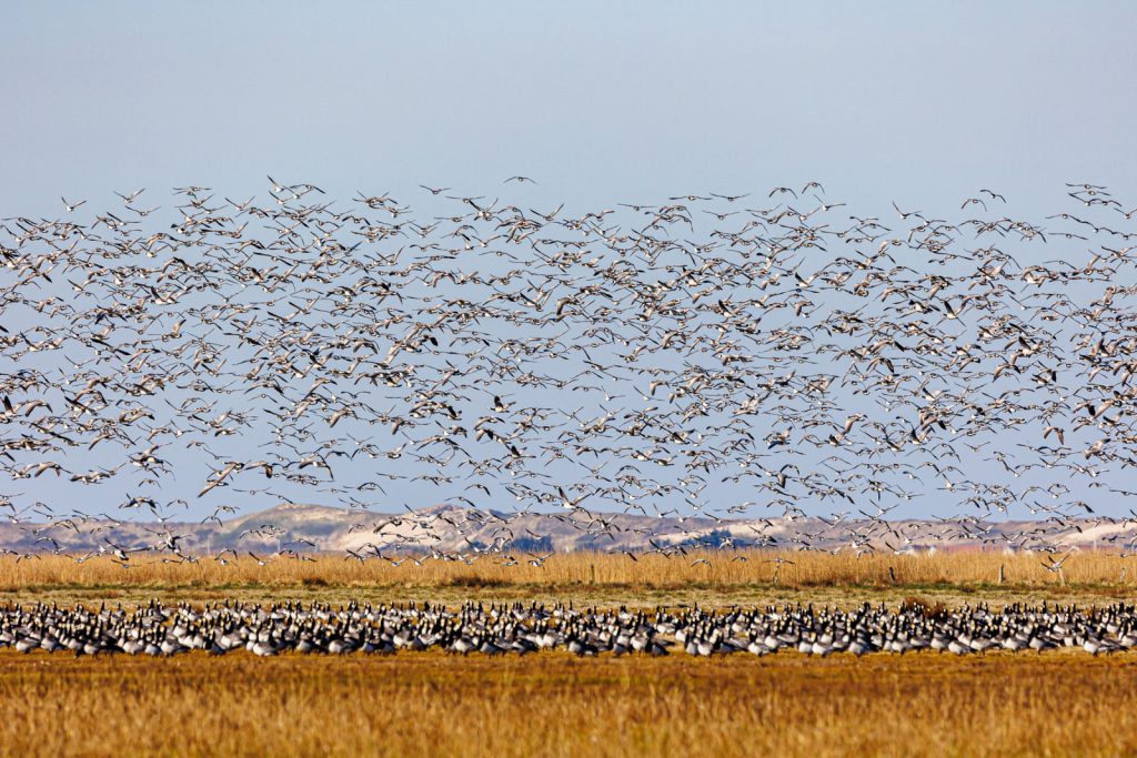 کبوترها در سوله مواد غذایی