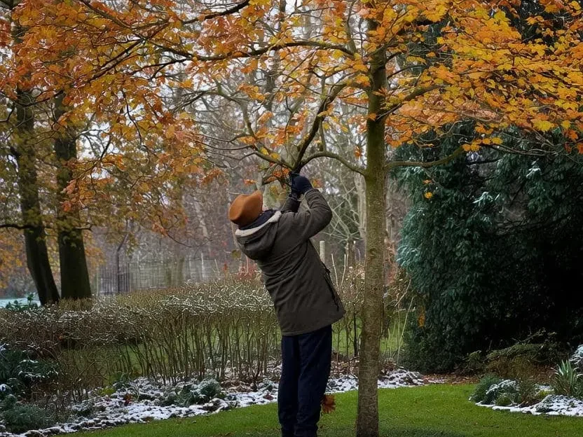 سمپاشی پس از ریزش برگها