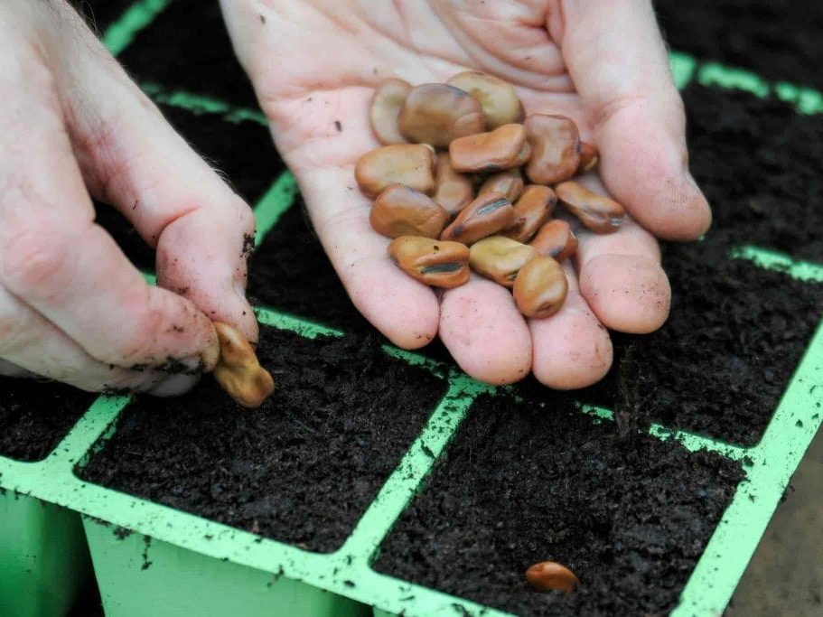 کاشت باقلا در پاییز