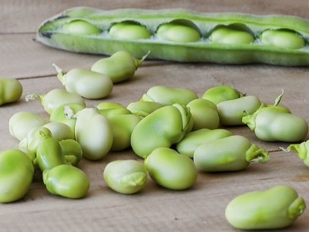 سود کاشت باقلا در پاییز