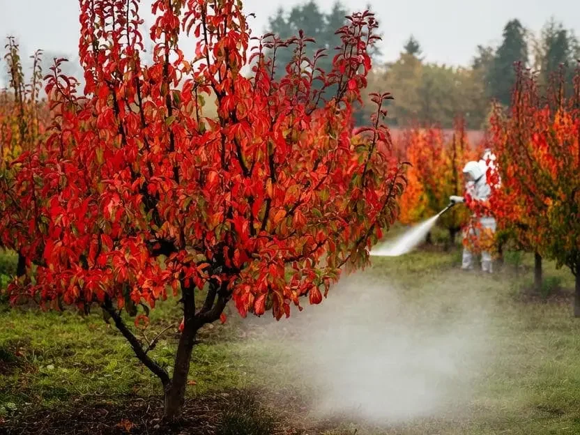 سمپاشی با اکسی کلرور مس