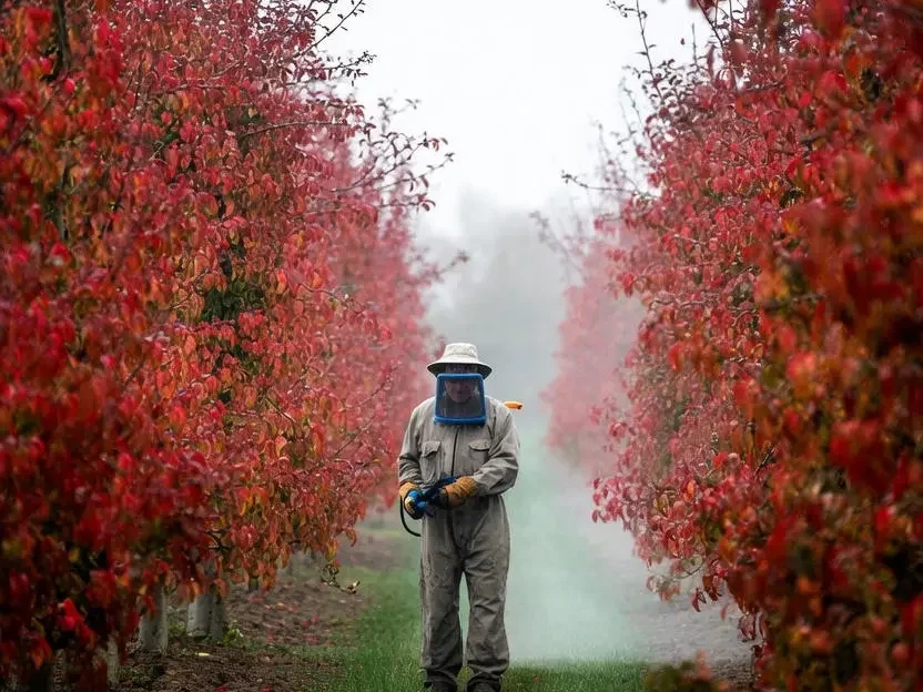 سمپاشی پاییزه و بهاره