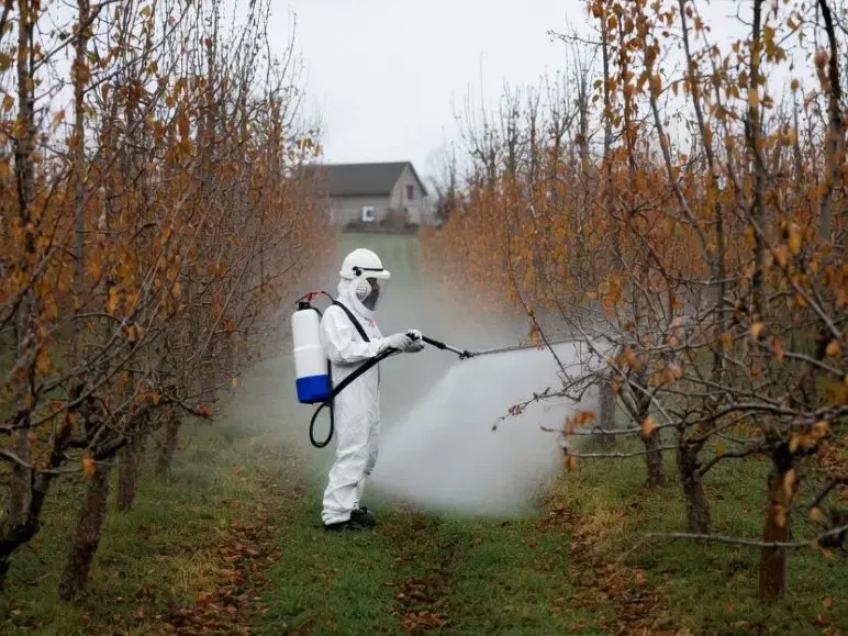 مراحل سمپاشی درختان میوه در سمپاشی پاییزه و زمستانه